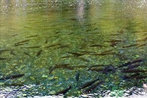洪水里的魚能吃嗎？洪水里的魚可不可以吃？