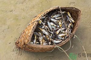 洪水里的魚能吃嗎？洪水里的魚可不可以吃？