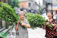 夏天可以用艾草驅(qū)蚊嗎？夏天可不可以用艾草驅(qū)蚊？