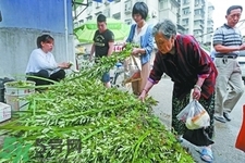 夏天可以用艾草驅(qū)蚊嗎？夏天可不可以用艾草驅(qū)蚊？