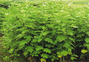 夏天可以用艾草驅(qū)蚊嗎？夏天可不可以用艾草驅(qū)蚊？
