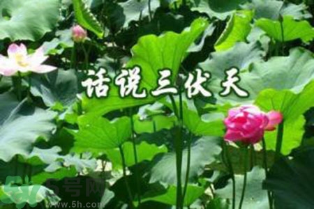 三伏天吃什么？三伏天傳統美食有哪些？