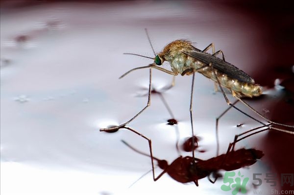 蚊子叮的癢怎么辦？蚊子叮的大包怎么辦？