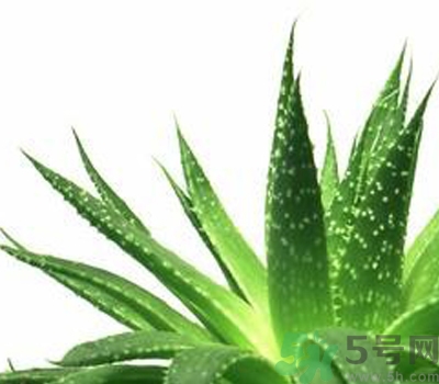 蘆薈膠會堵塞毛孔嗎？蘆薈膠應該怎么用？