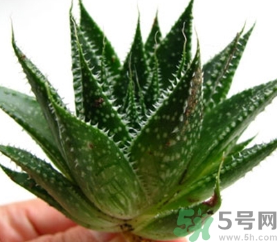 蘆薈膠會堵塞毛孔嗎？蘆薈膠應該怎么用？