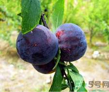 孕婦可以吃黑布林嗎？孕婦吃黑布林的好處？