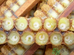 吃蜂膠會發胖嗎?蜂膠的熱量是多少 吃蜂膠會發胖嗎?蜂膠的熱量是多少