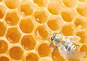 蜂膠什么時(shí)候吃最好？蜂膠吃多久才有效？