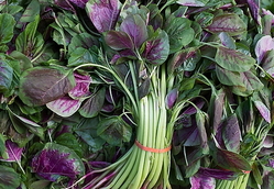 莧菜的營養價值 莧菜的功效與作用及食用方法 莧菜的營養價值 莧菜的功效與作用及食用方法
