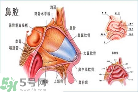 鼻竇炎的護理措施？鼻竇炎的飲食護理？