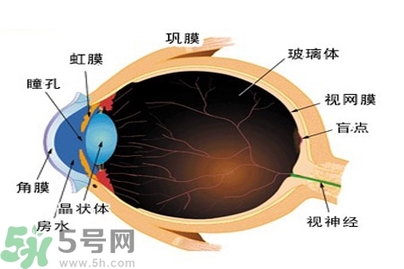 近視眼高發(fā)人群？如何預(yù)防近視眼？