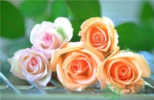玫瑰花怎么養久一點?玫瑰花的養護