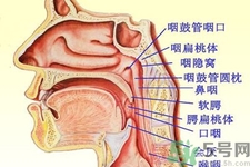 鼻咽癌的日常措施是什么？鼻咽癌注意的飲食有哪些？
