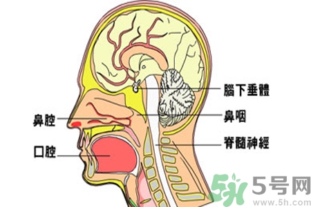 鼻咽癌的治療方法是什么？鼻咽癌可以用什么藥物治療？
