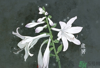 處暑吃什么水果？處暑養生水果推薦