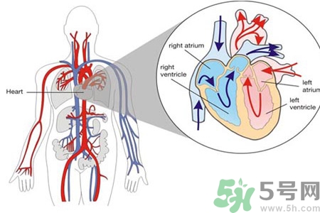 先天性心臟病發病原因是什么？