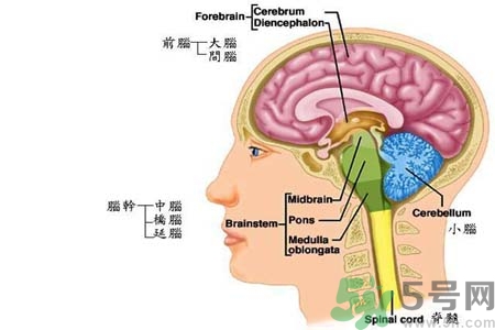 帕金森要注意哪些措施？帕金森的飲食需注意什么？