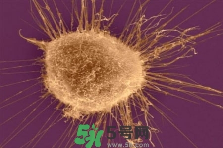 不宜過多食用辣椒的人群有哪些？夏天吃辣椒的好處有哪些？