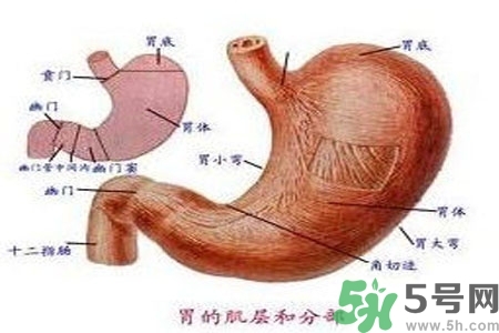 哪些食物幫你在酒后保養胃部？養胃護胃的誤區是什么？