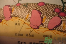 膽固醇對人體有傷害嗎？膽固醇是什么？