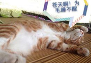 秋乏是什么原因？秋乏怎么辦？