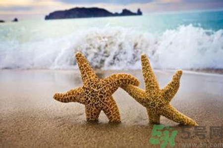 海星可以離開水嗎？海星離開水還可以活多久？