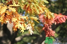 秋天換季病有哪些？秋天該如何保健養(yǎng)生呢？