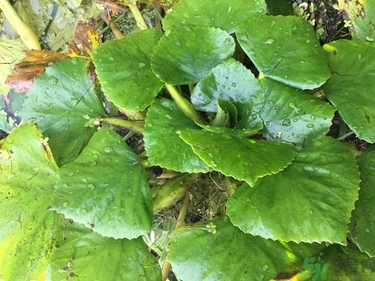 菱角和豬肉能一起吃嗎？菱角和什么不能一起吃？