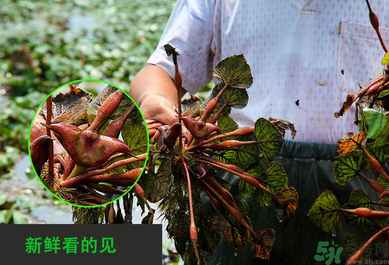 菱角是發(fā)物嗎？菱角是寒性的嗎？