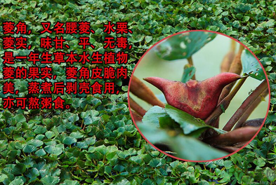 菱角是發(fā)物嗎？菱角是寒性的嗎？