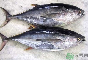 金槍魚的營養價值 金槍魚的功效與作用及食用方法