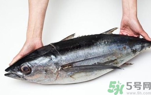 金槍魚的營養價值 金槍魚的功效與作用及食用方法