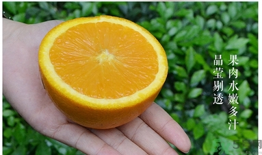 新奇士橙的功效作用 新奇士橙的營養價值