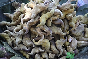 菱角是什么？菱角是什么季節成熟的？