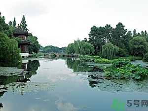 菱角是什么？菱角是什么季節成熟的？