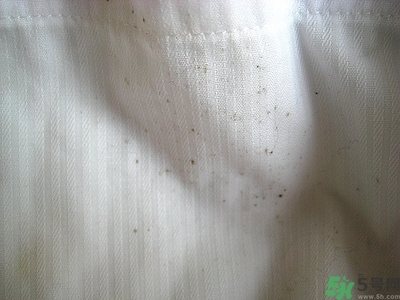 衣服長黑點怎么洗掉？衣服上長霉點怎么去除？