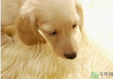 孕婦可以和狗狗在一起嗎？孕婦和狗狗接觸好不好？
