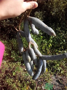 貓屎瓜是什么?貓屎瓜好吃嗎? 貓屎瓜是什么?貓屎瓜好吃嗎?