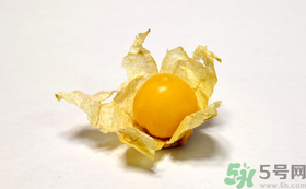 姑娘果的營養價值有哪些？姑娘果的功效與作用
