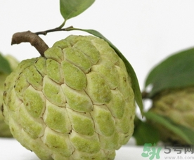 釋迦果怎么吃？釋迦的營養價值功效作用
