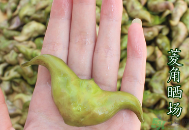 菱角懷孕可以吃嗎？孕婦能吃菱角嗎？