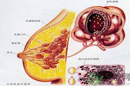 乳腺增生可以懷孕嗎？如何預(yù)防乳腺增生？