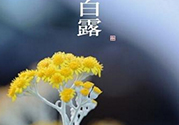 白露茶是什么茶？白露為什么要喝白露茶？