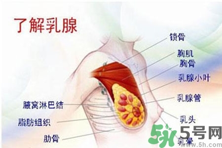 乳房上有硬塊怎么辦？乳房有硬塊的病因是什么？