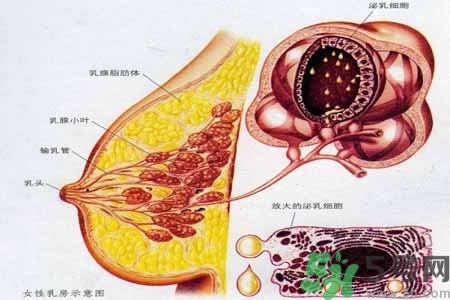 乳房上有硬塊怎么辦？乳房有硬塊的病因是什么？