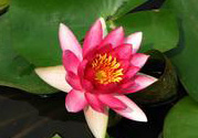 處暑如何養(yǎng)生？處暑養(yǎng)生要注意什么？