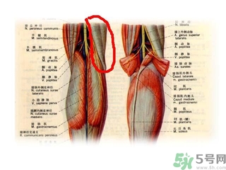 韌帶斷裂吃什么好得快？前十字韌帶斷裂吃什么補(bǔ)品？