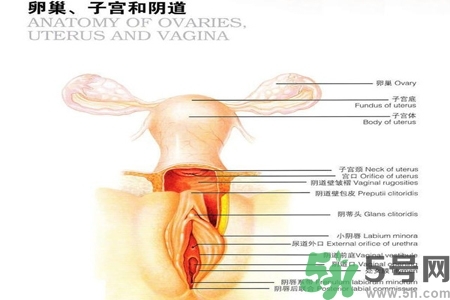 陰道出血和什么有關(guān)？陰道出血的應(yīng)急措施有哪些？