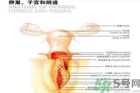 陰道松弛是什么？陰道松弛的癥狀有哪些？