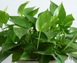 客廳放什么植物好？客廳植物選什么好？